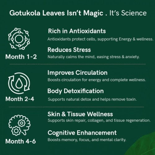Organic Himalayan Gotu Kola Leaves Benefits 
