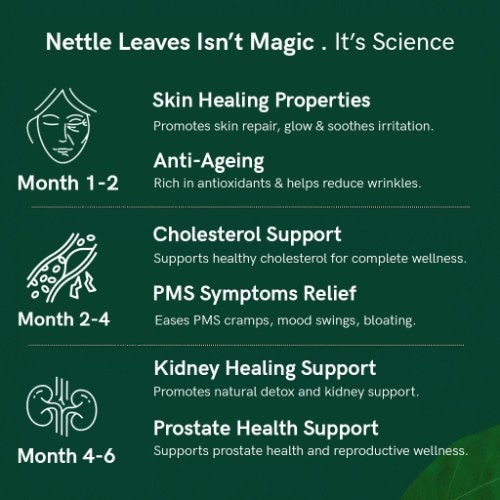 Teacurry Himalayan Nettle Leaves Tea Benefits