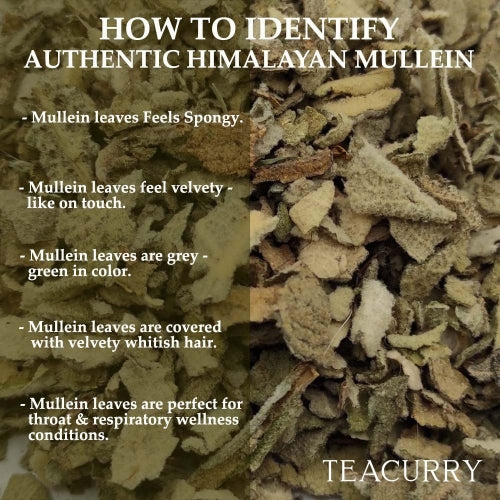 teacurry how to identify authentic himalayan mullein  - herbal himalayan mullein tea - organic himalayan mullein tea